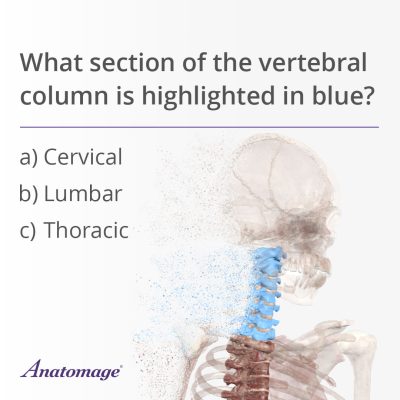 Poll-Table-Cervical