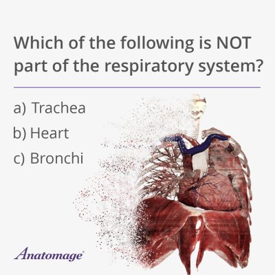 Poll question: Which of the following is not part of the respiratory system?