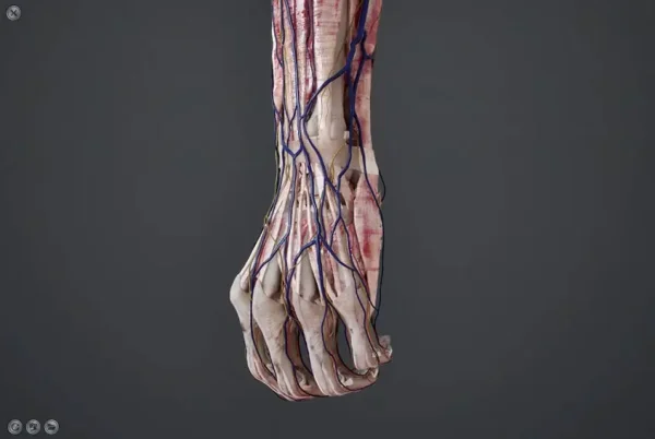Sony SRD [Forearm 1]