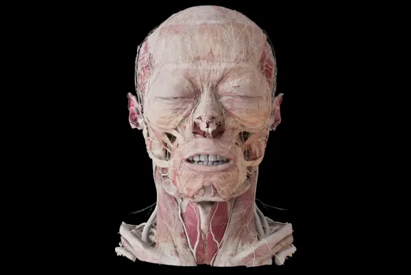 anatomage-xtreme-reality-head-2